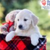 Image of Isabelle, a Golden Retriever puppy