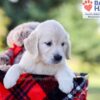 Image of Isabelle, a Golden Retriever puppy