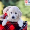 Image of Isabelle, a Golden Retriever puppy