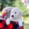 Image of Isabelle, a Golden Retriever puppy