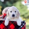 Image of Isabelle, a Golden Retriever puppy