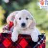 Image of Isabelle, a Golden Retriever puppy