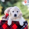 Image of Isabelle, a Golden Retriever puppy