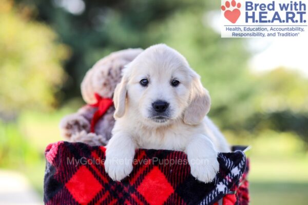 Image of Isabelle, a Golden Retriever puppy