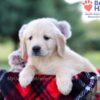 Image of Ivy, a Golden Retriever puppy