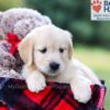 Image of Ivy, a Golden Retriever puppy