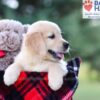 Image of Ivy, a Golden Retriever puppy