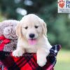 Image of Ivy, a Golden Retriever puppy