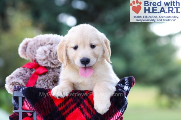 Image of Ivy, a Golden Retriever puppy