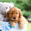 Image of Ivy, a Golden Retriever puppy