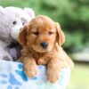 Image of Ivy, a Golden Retriever puppy