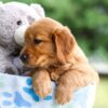 Image of Ivy, a Golden Retriever puppy