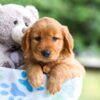 Image of Ivy, a Golden Retriever puppy