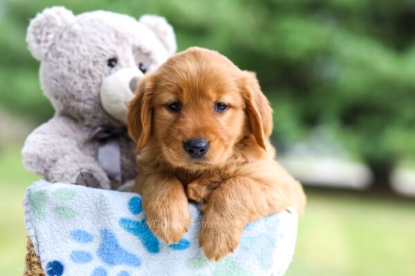 Image of Ivy, a Golden Retriever puppy