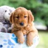 Image of Ivy, a Golden Retriever puppy