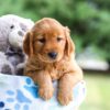 Image of Ivy, a Golden Retriever puppy