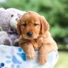 Image of Ivy, a Golden Retriever puppy