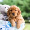 Image of Ivy, a Golden Retriever puppy