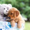 Image of Izzie, a Golden Retriever puppy