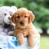 Image of Izzie, a Golden Retriever puppy