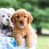 Image of Izzie, a Golden Retriever puppy