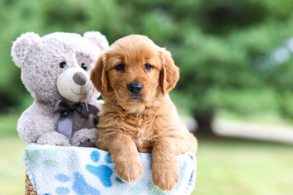 Image of Izzie, a Golden Retriever puppy