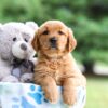 Image of Izzie, a Golden Retriever puppy