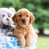 Image of Izzie, a Golden Retriever puppy