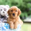 Image of Izzie, a Golden Retriever puppy