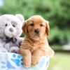 Image of Izzie, a Golden Retriever puppy