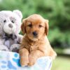 Image of Izzie, a Golden Retriever puppy