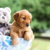 Image of Izzie, a Golden Retriever puppy