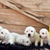 Image of Creams Ready Oct. 17, a Golden Retriever puppy