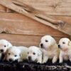 Image of Creams Ready Oct. 17, a Golden Retriever puppy