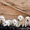 Image of Creams Ready Oct. 17, a Golden Retriever puppy