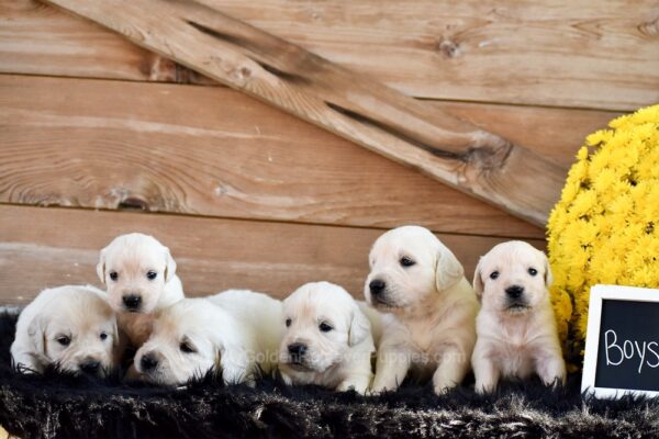 Image of Creams Ready Oct. 17, a Golden Retriever puppy