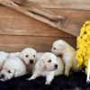 Image of Creams Ready Oct. 17, a Golden Retriever puppy