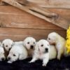 Image of Creams Ready Oct. 17, a Golden Retriever puppy