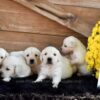 Image of Creams Ready Oct. 17, a Golden Retriever puppy