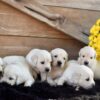 Image of Creams Ready Oct. 17, a Golden Retriever puppy