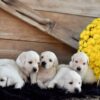 Image of Creams Ready Oct. 17, a Golden Retriever puppy