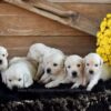 Image of Creams Ready Oct. 17, a Golden Retriever puppy