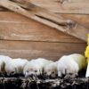 Image of Creams Ready Oct. 17, a Golden Retriever puppy