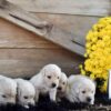 Image of Creams Ready Oct. 17, a Golden Retriever puppy