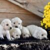 Image of Creams Ready Oct. 17, a Golden Retriever puppy