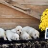 Image of Creams Ready Oct. 17, a Golden Retriever puppy