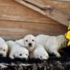 Image of Creams Ready Oct. 17, a Golden Retriever puppy