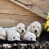 Image of Creams Ready Oct. 17, a Golden Retriever puppy