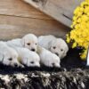 Image of Creams Ready Oct. 17, a Golden Retriever puppy