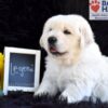 Image of Legend, a Golden Retriever puppy